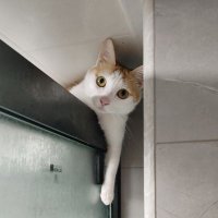 E猫 (@b_cat38324) 's Twitter Profile