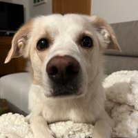 tonyfv (@tonyfv1x) 's Twitter Profile