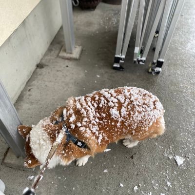 dieinthemarch Profile Picture