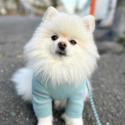 🐶リリー
🌏JAPAN
⚖️4.5kg
▪️リリー とお出かけ
▪️お散歩や普段の生活
アメリカで育った日本人。
今東京に住んでいますよ🤗
よろしくお願いします