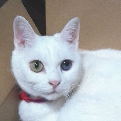 mikiko redpineさんのプロフィール画像
