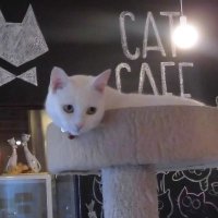 旅猫 😼 Cat from World(@MoonCat9812) 's Twitter Profile Photo