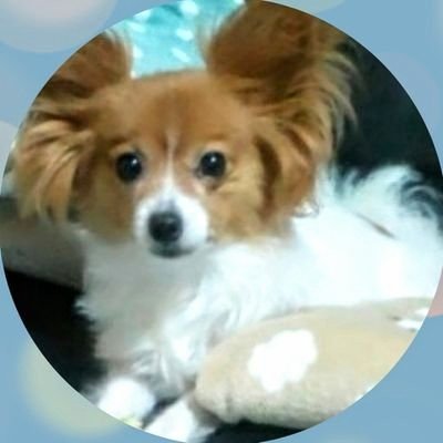 #久保陽貴 くんを応援したい一心で Twitter に挑戦しました☺️
不慣れで使いこなせず、ご迷惑お掛けする事もあるかもしれません… ごめんなさい🙏
少しずつ慣れていければと思ってますp(^-^)q 無言いいね&フォローさせて頂ければ幸いです🕊️