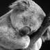 A Koala In The Floating World (@KoalaTFW) Twitter profile photo