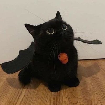 wrwn1001's profile picture. 10vely people for TENLEE 🐈‍⬛💜