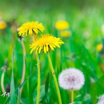 Dandelion (@SAPIX6_59) / X