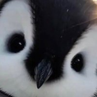 かりんとう (@ui0y8f) 's Twitter Profile