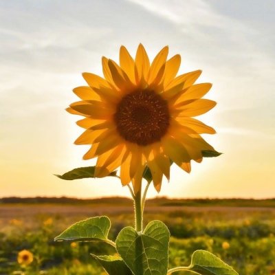 vermont19502's profile picture. 