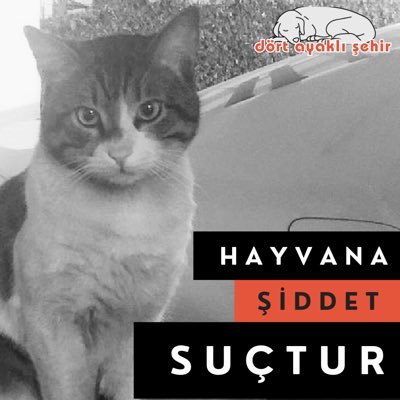 #sokakhayvanlarısahipsizdegil stray animals are not without owners. #satınalmasahiplen #birkapmamabirkapsu #dontshopadopt ANİMAL LİVES MATTER #katilbelediyeler