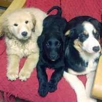 Paddy Sherry (@knockatallon1) 's Twitter Profile