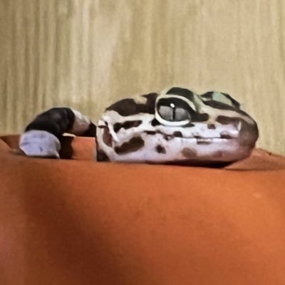 greenapple7799's profile picture. 爬虫類ｽｩｷｨ 🦎🐍