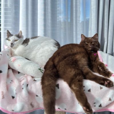 cherrypudding26's profile picture. Cherry- Domestic Shorthair | Pudding- Chocolate British Shorthair | YouTube |TikTok | Instagram | Facebook | Tumblr | Threads