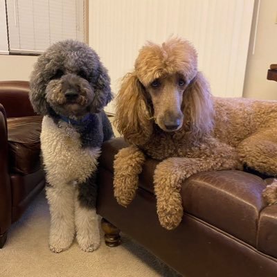 LALovesDogs17's profile picture. Save The Children. 17th letter. WWG1WGA. True Dodger Blue. Diamond Hands. PureBlood. Military is the only way. Banned on Twitter/Facebook. God wins.