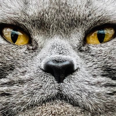 PeterParkerCat Profile Picture