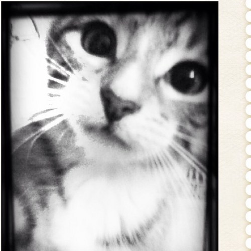 DeetheBeeIre's profile picture. 