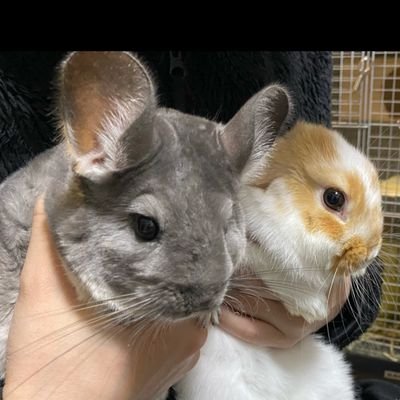mopumomi's profile picture. 