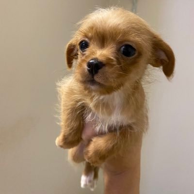 bigweppinerboi's profile picture. 