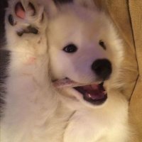 Cute Animals(@AniimalCute) 's Twitter Profile Photo