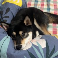 Zhenting Wang (@wang1999_zt) 's Twitter Profile Photo