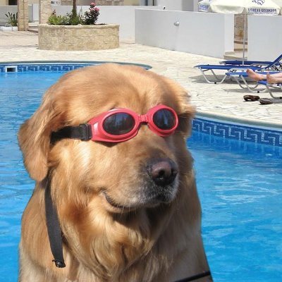 doginthpool