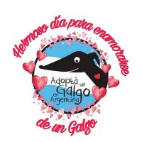 Adopta Un Galgo en Argentina (@adoptaungalgo) 's Twitter Profile
