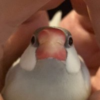 鳥と犬のかいぬし (@koiki_kotaro) 's Twitter Profile Photo 鳥と犬のかいぬし (@koiki_kotaro) 's Twitter Profile Photo