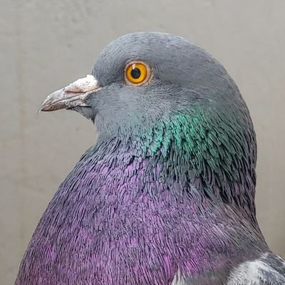 hugepigeonjulia Profile Picture