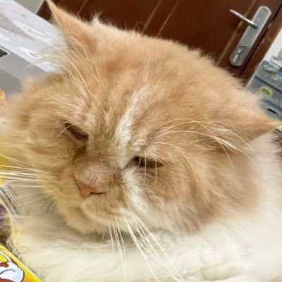 purple.lismm Profile