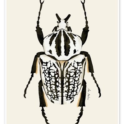 naumachia37's profile picture. 