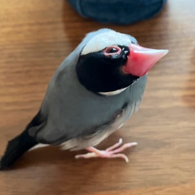 mkfs0428's profile picture. 最強ギタリストサトウカツシロくんに出会えてよかった