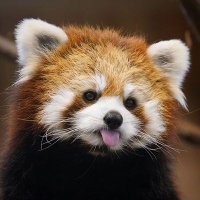 Red Panda(@Red_panda_01) 's Twitter Profile Photo