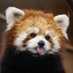 Red Panda (@Red_panda_01) Twitter profile photo