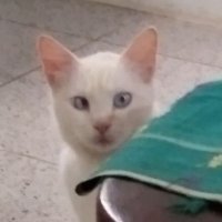 indrajaya (@bejo1465) 's Twitter Profile