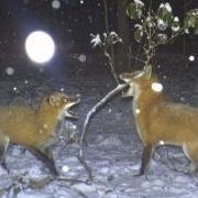 cicada________'s profile picture. expendable