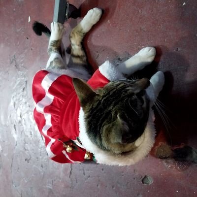 tipicinturitas's profile picture. Chiquita pero sensata