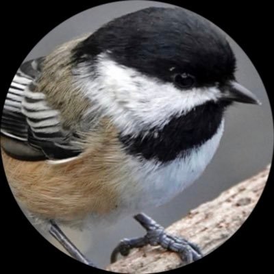 CdevosChris's profile image