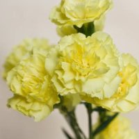 クラベル🐰 (@amalillo_clavel) 's Twitter Profile