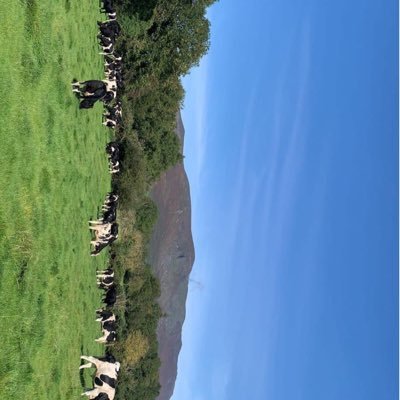 Breeding Advisor for LIC Ireland doing breeding plans on farms in Cork and Tipperary Passionate about boosting profitability and genetic gain on farm.