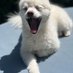 treatsformydogs (@treatsformydogs) Twitter profile photo treatsformydogs (@treatsformydogs) Twitter profile photo