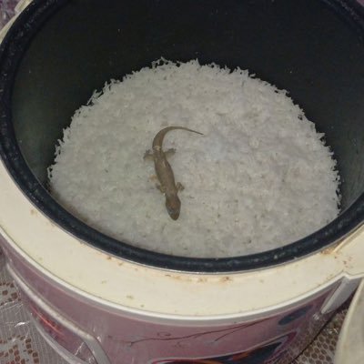 FAdiSaputra's profile picture. anda sopan saya curiga