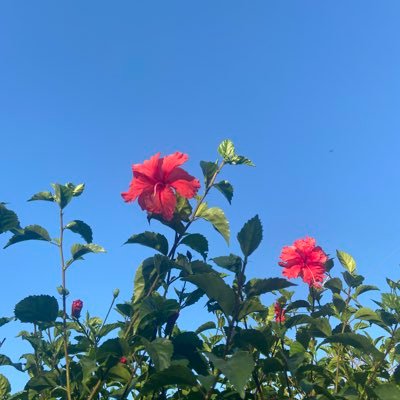 falconshhhhh's profile picture. she/her