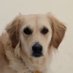 Jungy (IQ: 57) (@jungletrout) Twitter profile photo Jungy (IQ: 57) (@jungletrout) Twitter profile photo