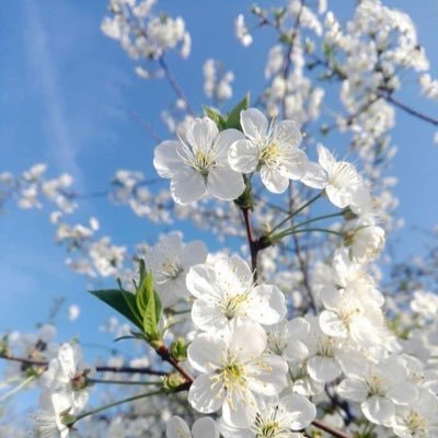 Aime la nature, les arts et la politique…