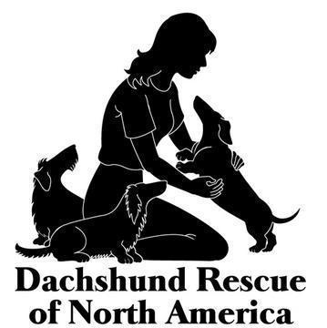 Dachshund Rescue of North America, Inc. (DRNA) is a 501(c)3 exempt non-profit organization-we have placed over 7000 dachshunds and dachshund mixes!