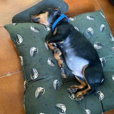 bandidapaixonad's profile picture. Apenas um ser humano lutando pra conseguir viver mais um dia