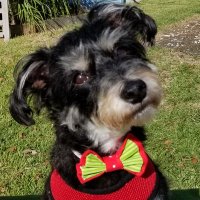 tchotchkeboi (@tchotchkeboi) 's Twitter Profile Photo tchotchkeboi (@tchotchkeboi) 's Twitter Profile Photo