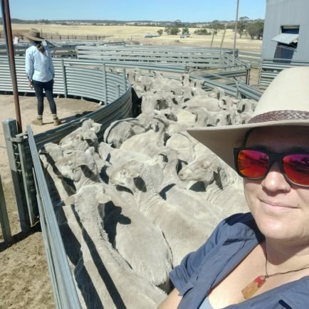 Ruminant production and physiology scientist 🐏🐑🐐. Postdoctoral Fellow Sheep Reproduction and Lamb Survival at @MurdochUni 🇦🇺. Own opinions, obvs.