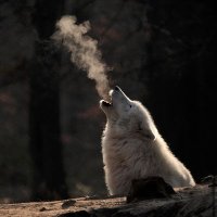 LuxLupus (@luxlupus_) 's Twitter Profile Photo LuxLupus (@luxlupus_) 's Twitter Profile Photo
