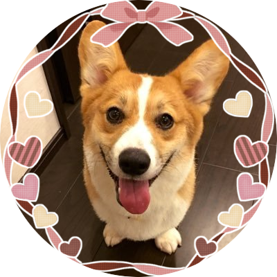 corgi_punchi Profile Picture