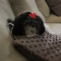 Sean ππββπΊπΊπππΆπΊπ²π¦
Same at π¦ (@stward01) 's Twitter Profile